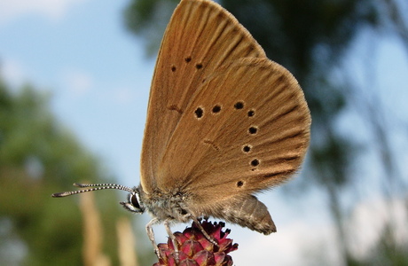 Dunkler Wiesenknopf-Ameisenbläuling (Maculinea nausithous) - © Anton Koschuh Dunkler Wiesenknopf-Ameisenbläuling (Maculinea nausithous) - © Anton Koschuh